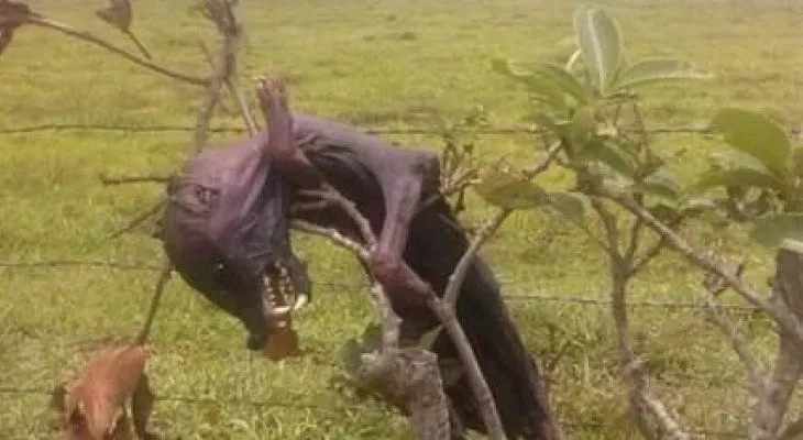 Alegados chupacabras decapitan animales y causan pánico en Barahona 