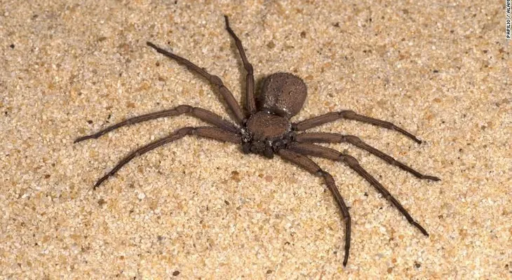 Roban miles de arañas, escorpiones y otros insectos exóticos de un museo en Filadelfia