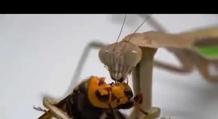 Video muestra al "avispón asesino"