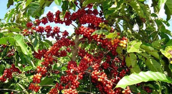 CODOCAFE realiza seminario "Hacia una Política de Desarrollo Cafetero"   