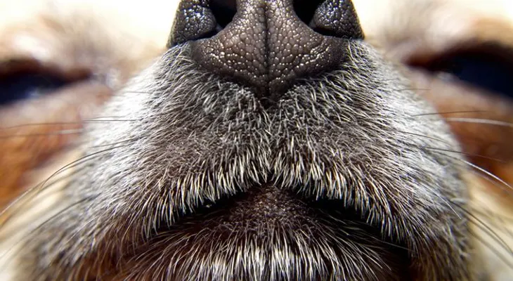 Los perros pueden oler el cáncer, según el Servicio Nacional de Salud del Reino Unido