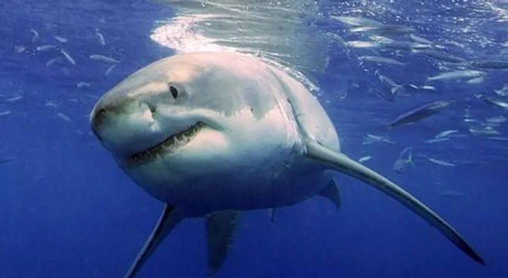 Un tiburón le arranca una pierna a un surfista en la isla francesa La Reunión