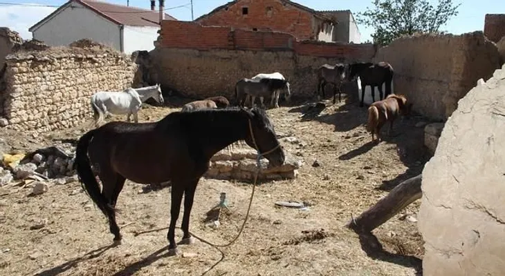 Como en el Viejo Oeste: un granjero a caballo captura a un ladrón de bicicletas con un lazo 