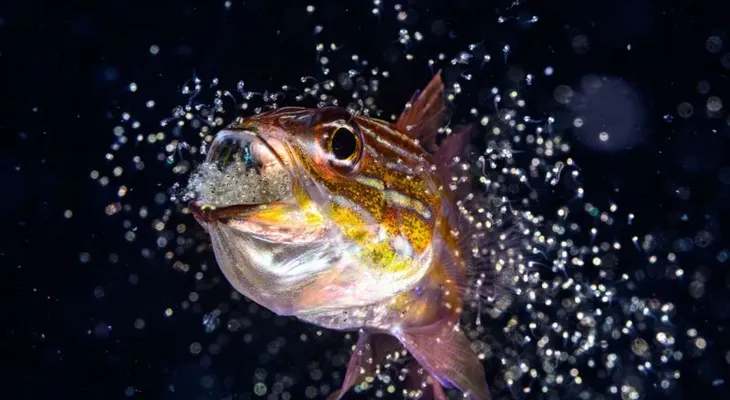 Finalistas del Fotógrafo Oceánico del Año 2026 muestran la diversidad y fragilidad de los mares