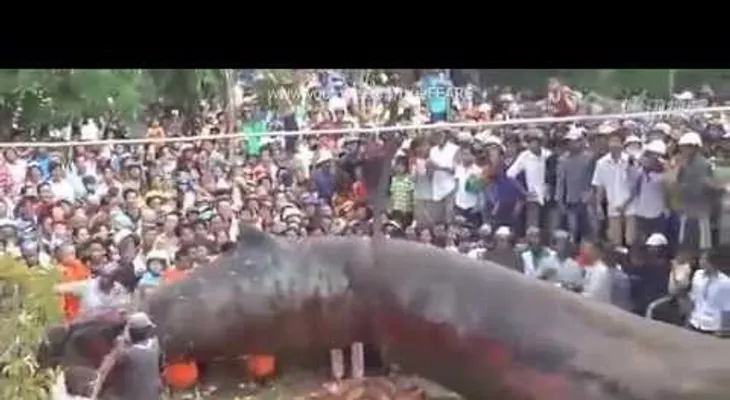 Aparece en Camboya IMPRESIONANTE! gusano gigante (VIDEO)