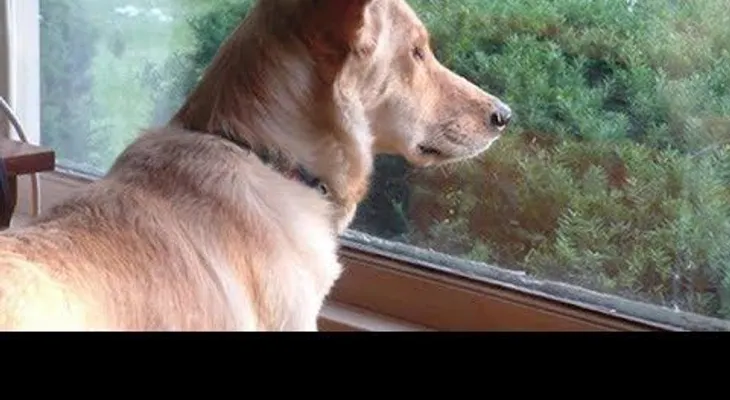 Este perro mira por la ventana todos los días..  ¡Dios mio!