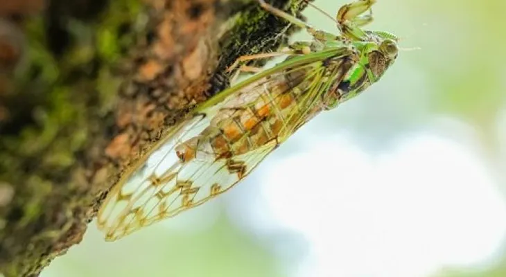 La horrorosa historia de cigarras zombis sin genitales que tratan de tener sexo con lo que encuentran