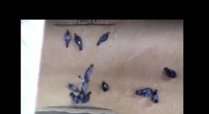 Un molino "se traga" a palomas vivas mientras procesa el grano (VIDEO)