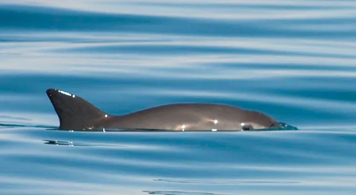 La Unesco le da un año de plazo a México para proteger a la vaquita marina