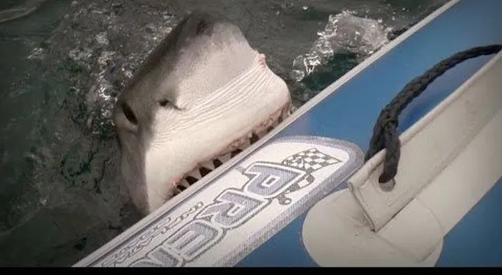 Video: Tiburón blanco ataca bote con turistas