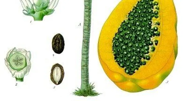 10 razones para comer papaya (Lechoza), todos los días