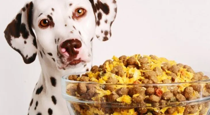 Cocina casera para perros: cinco recetas rápidas, saludables y baratas