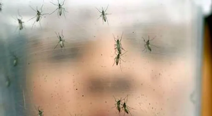 Datos sobre el ensayo con mosquitos Aedes aegypti modificados en Florida