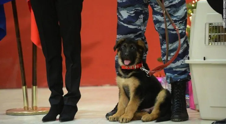 Rusia le regala un cachorro a Francia para remplazar al perro policía que murió en Saint Denis