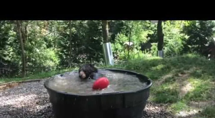 El refrescante baño de Takoda, el oso "amigo de todos"