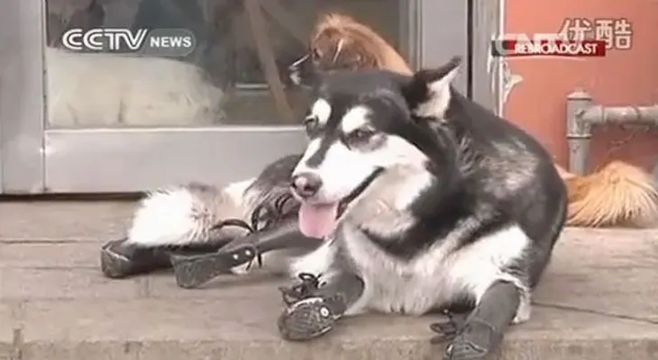 Video: Perro vuelve a caminar luego de perder sus 4 patas