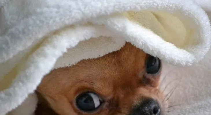 10 cosas sencillas fortalecen defensas de tu perro
