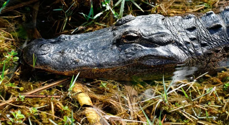 Autoridades en México buscan a un cocodrilo que se habría comido a un hombre