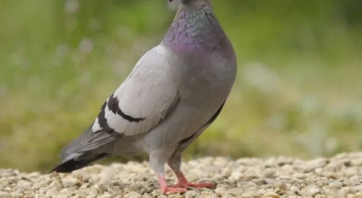 Las heces de palomas pueden causar asma y bronquitis crónica