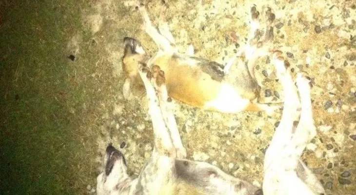 Envenenan 19 perros y 8 gatos en la Feria Ganadera