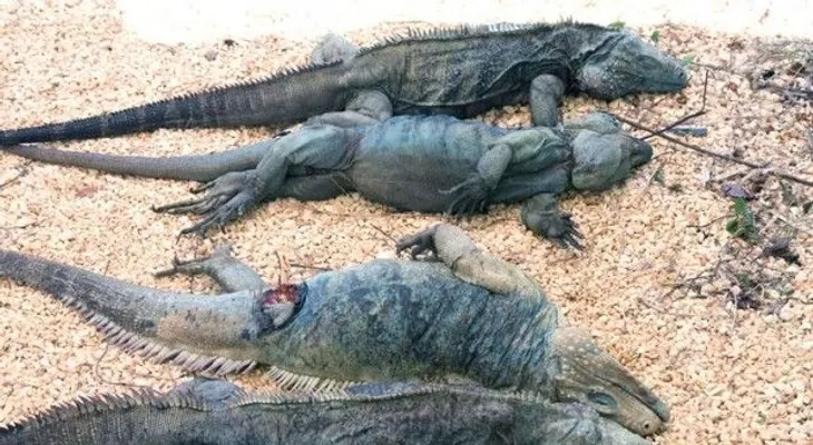 Denuncian depredación iguanas y cocodrilos lago Enriquillo