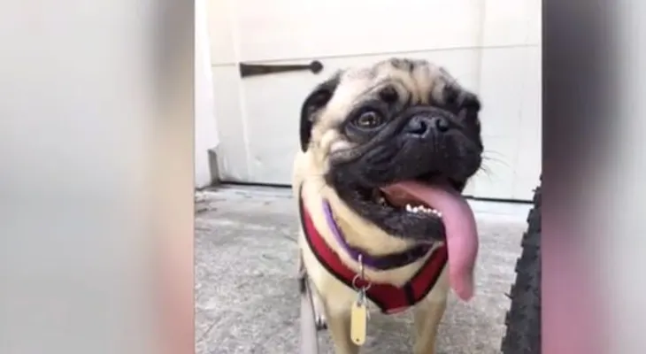 Un perro pug es el primero en dar positivo de coronavirus en EEUU. El padre de la familia trabaja en un hospital