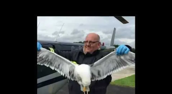 Una gaviota choca contra un helicóptero y solo uno de ellos sobrevive tras la colisión