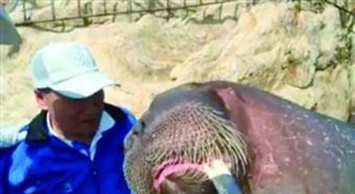 Una morsa ahoga a un hombre que quiso tomarse una selfie con ella