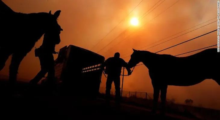 Decenas de caballos mueren en los incendios del sur de California