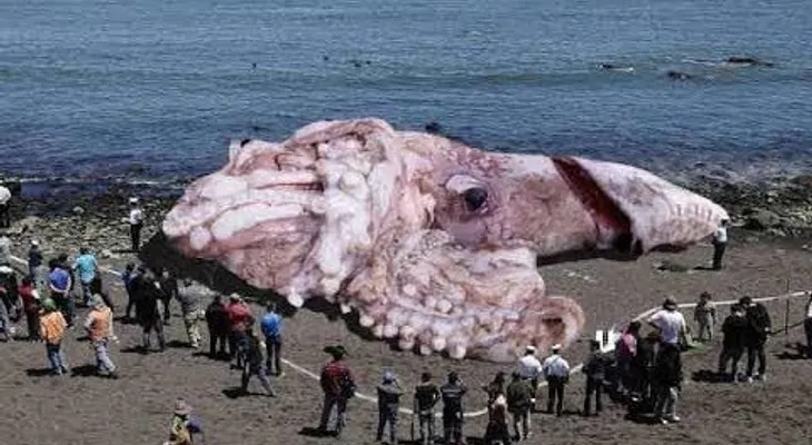 ¿Calamar gigante de 48 metros en playa de California