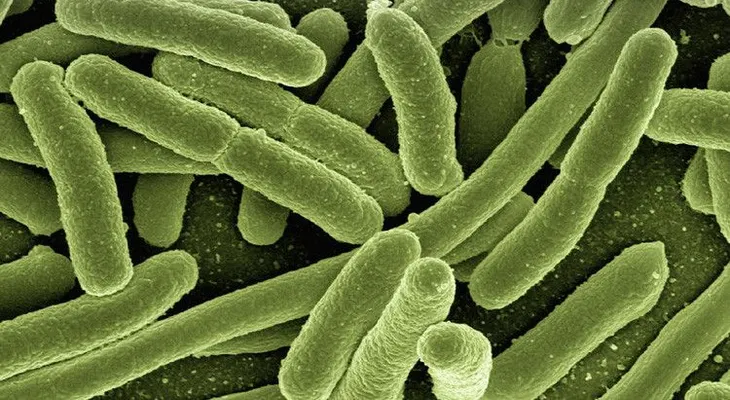 Inmortal: descubren una bacteria resistente a todo tipo de medicación