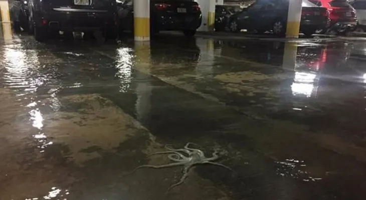 Aparición de pulpos en lugares insólitos de Miami   