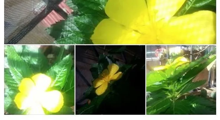 Una hermosa flor