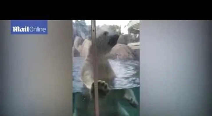 Un oso polar de un zoo de Missouri trata de comerse a un bebé (VIDEO)