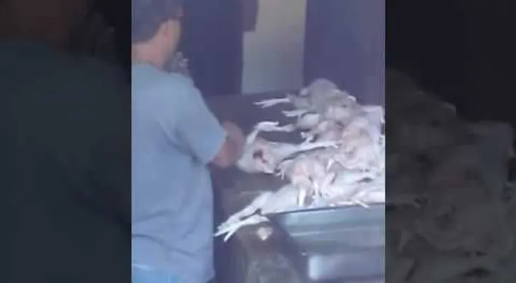 Metanlo preso: Le inyecta aguas a los pollos para que pesen más