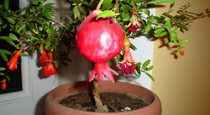 Planta exótica en el alféizar: Cómo lograr una atractiva planta de granada a partir de semillas.