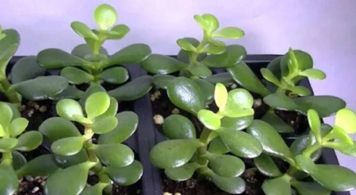 Esta planta en tu hogar sirve de imán para el dinero y atrae la energía positiva