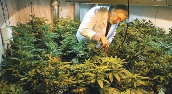 Confesión de un doctor: tenía cáncer y el aceite de marihuana me devolvió la vida