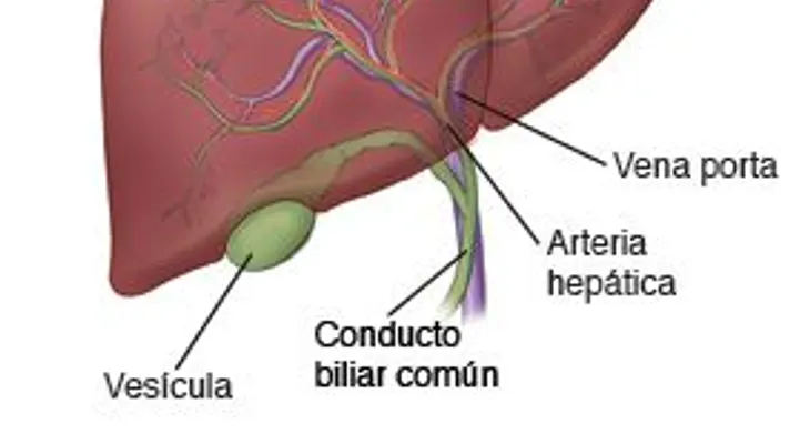 La comida procesada, el alcohol, azúcar y la carne roja dañan directamente el hígado 