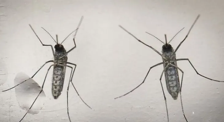Aumentan a 71 los casos confirmados de embarazadas con zika en Puerto Rico