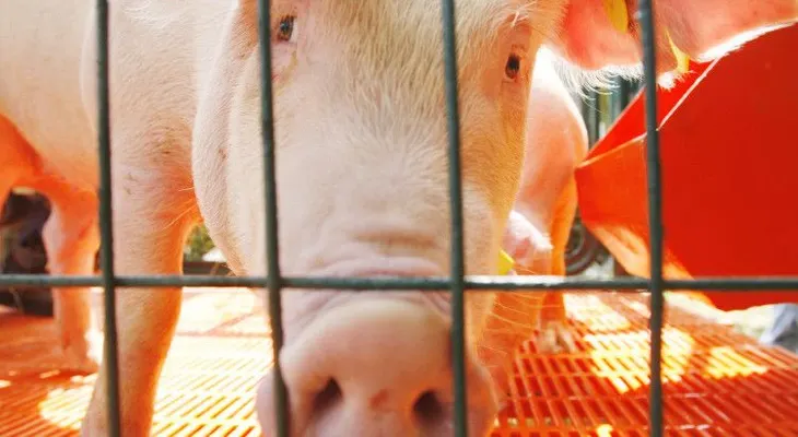 ¿Proyecto revolucionario o falta de ética? En EE.UU. crean híbridos de humanos y animales