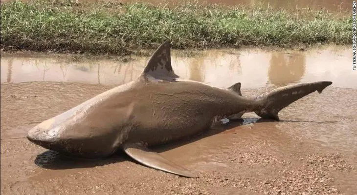 ¿Shark-nado? El ciclón Debbie arrastró un tiburón hasta la calle