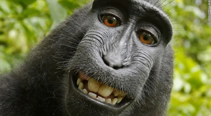 ¿Quién es dueño de los derechos de esta selfie de un mono? Por fin llegaron a un acuerdo