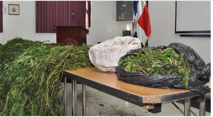DNCD decomisa  en Baní, 217 plantas de marihuana, del mismo propietario de las 1, 317