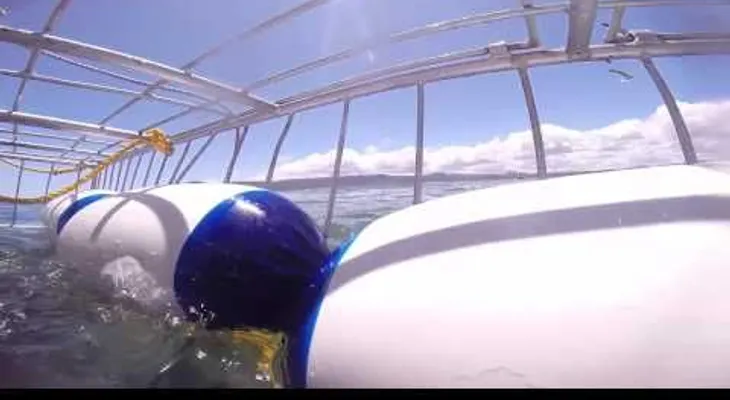 Un tiburón casi le arranca el brazo a un turista en una jaula de buceo