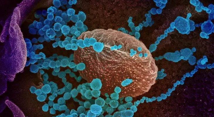 Una alentadora noticia para el mundo. Hallan nueva forma de transmisión COVID-19, que daría pistas de cómo combatir el coronavirus