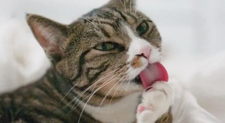 10 signos para reconocer si tu gato está estresado