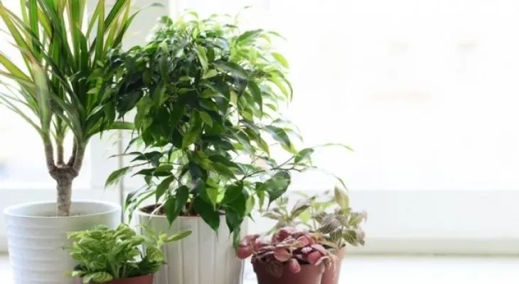 Las mejores plantas para purificar el aire de tu casa