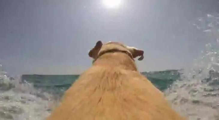 La arrolladora pasión de un perro por el mar vista como el protagonista.