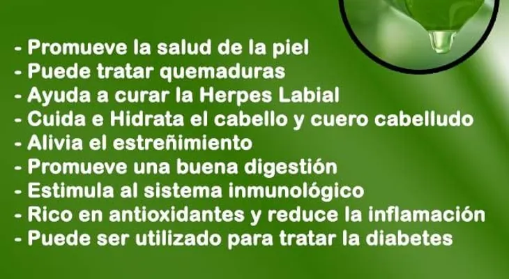 Beneficios de la sábila o aloe vera para la salud
